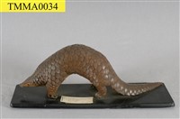 海南穿山甲藏品圖，第8張